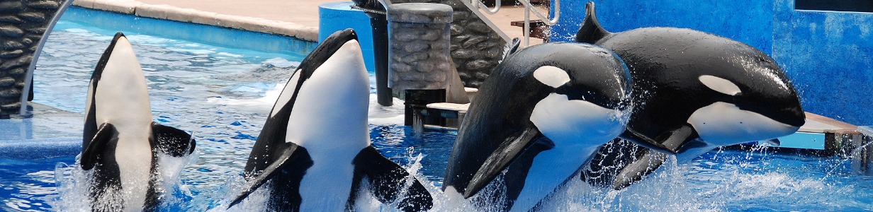 What Our Treatment of Orcas Tells Us About Our Societal Health